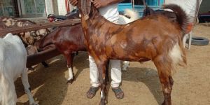 Qurbani Goat