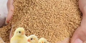 Poultry Feed