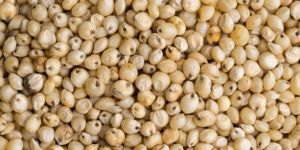 Sorghum Seeds