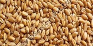Wheat Seeds