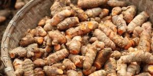 Fresh Turmeric