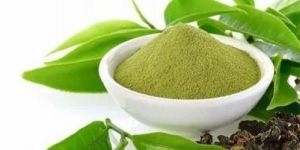 Organic Green Tea Extract Powder