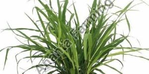 Lemon Grass Plant