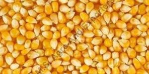 Maize Seeds