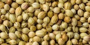 Coriander Seeds