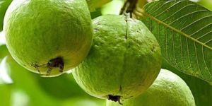 Taiwan Pink Guava Plant