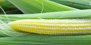 Fresh Baby Corn