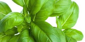 Fresh Basil Leaves