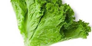 Fresh Green Lettuce