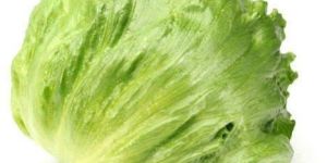 Fresh Iceberg Lettuce