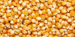 Corn Seeds