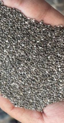 Chia Seeds