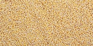 Browntop Millet Seeds