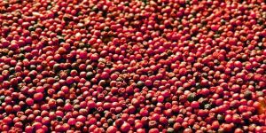 Finger Millet Seeds