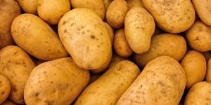 Fresh Potato