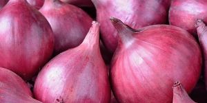 Fresh Red Onion