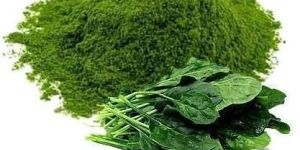 Dehydrated Spinach Powder