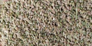 Ajwain