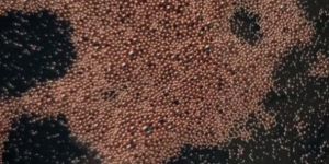 Cashew Nut Shell Oil