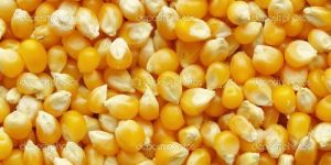 Yellow Maize Seeds