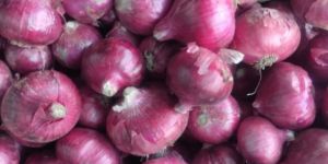Fresh Red Onion