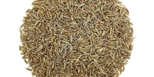 Cumin Seeds