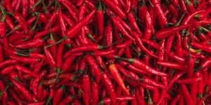 Fresh Red Chilli