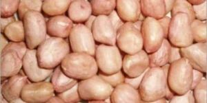 Groundnut Seeds
