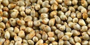 Pearl Millet Seeds
