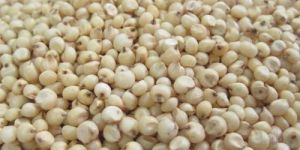 Sorghum Seeds
