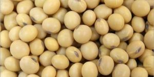 Soybean Seeds