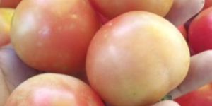 Fresh Cut Vegetables