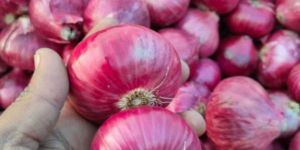 Red Onion