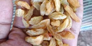 Sun Dried Raisins