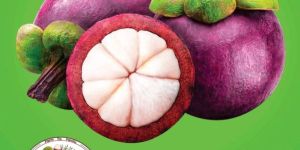 Mangosteen