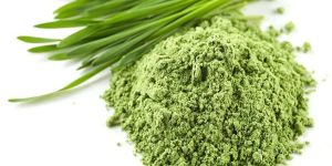 Wheatgrass Powder