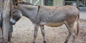 Female Donkey
