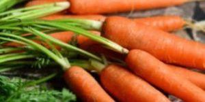 Fresh Carrot
