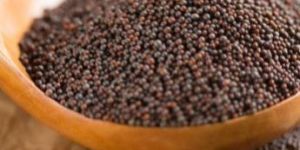 Mustard Seeds