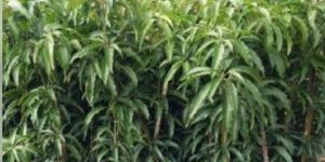 Amrapali Mango Plant