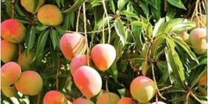 Kesar Mango Grafted Plant