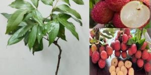 Litchi Plant