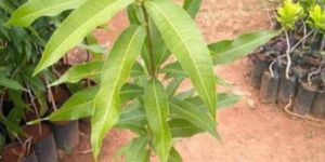 Mango Plant Kalmi