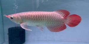 Metalic Red Arowana