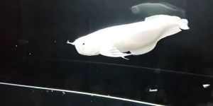 Platinum Arowana