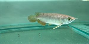 Arowana Fish