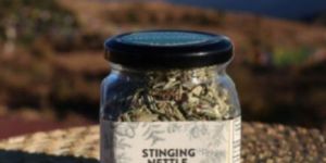 Stinging Nettle Herbal Tea