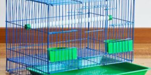 Bird Cages