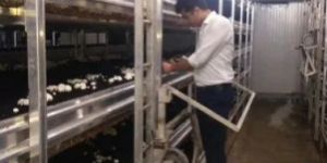 Mushroom Cold Storage Room