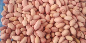 Kadri Lepakshi 1812 Groundnut Seed
